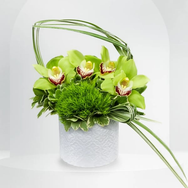 Green orchid arrangement in a white textured pot