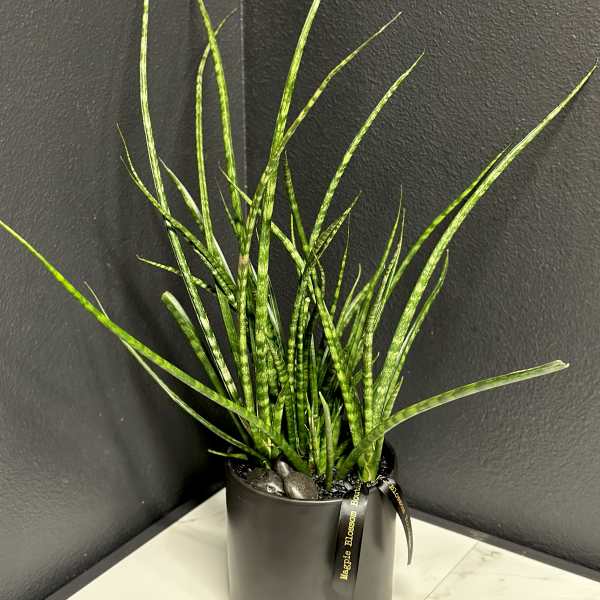 Sansevieria Plant