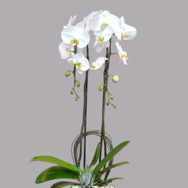 White orchid plant in a glass vase with green leaves and white stones