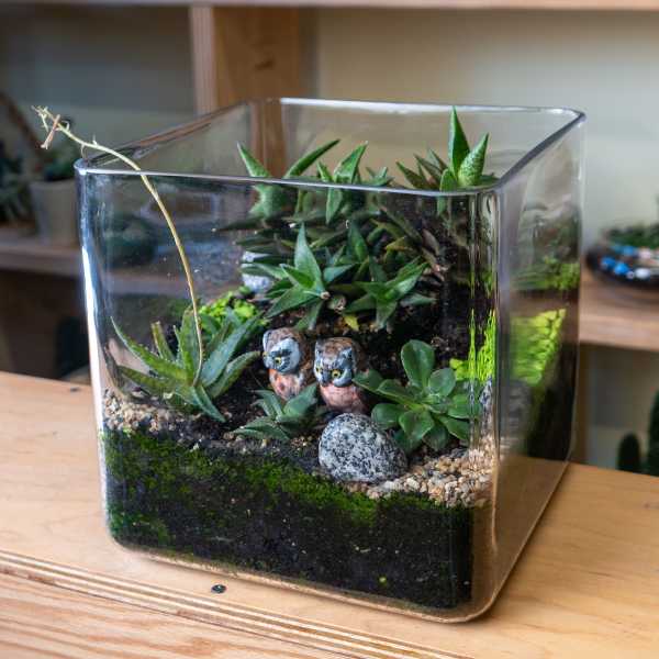 Glass terrarium with succulents, pebbles, and two small owl figurines