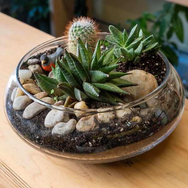Glass bowl terrarium with succulents, a small cactus, and pebbles