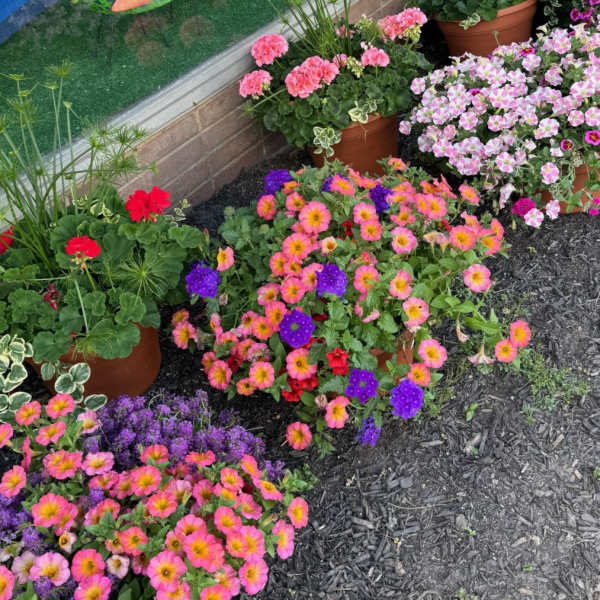 Blooming Patio Pots