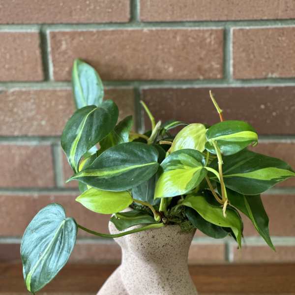 Trailing green houseplant in a speckled nude-shaped ceramic planter on a wooden surface
