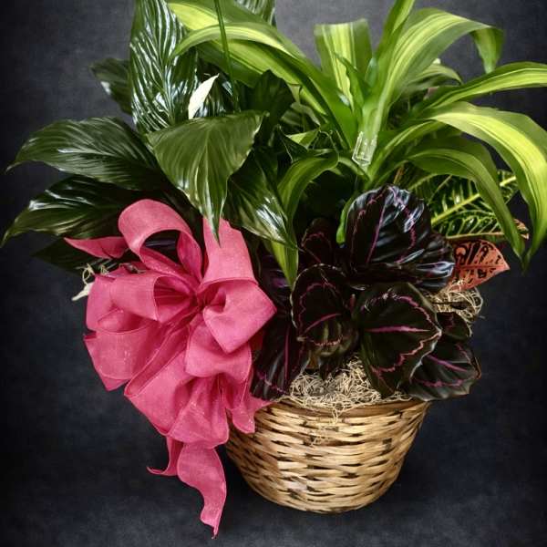 Basket of green houseplants with white blooms and a pink bow