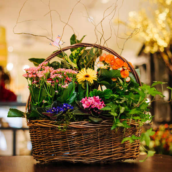 Basket garden of mixed blooming plants in pink, orange, yellow, and purple in a wicker handled basket.