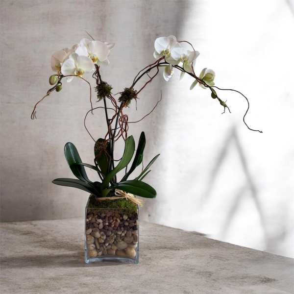 WHITE ORCHID