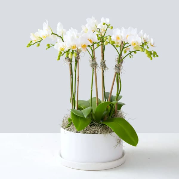 White orchid plant in a white pot with moss