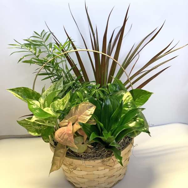 Mixed green houseplants arranged in a woven basket