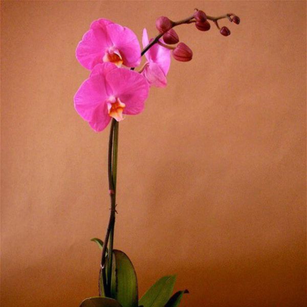 Pink orchid in a bowl planter with two succulents