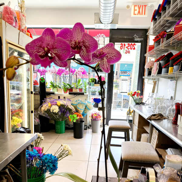 Potted purple orchid with large blooms in a red container