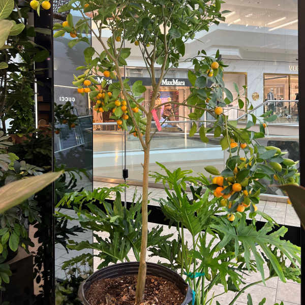Calamondin Citrus Tree — Fruiting Indoor Orange Tree