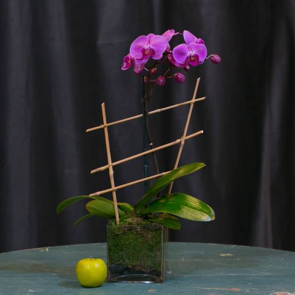 Purple orchid arrangement in a square glass vase with bamboo stakes