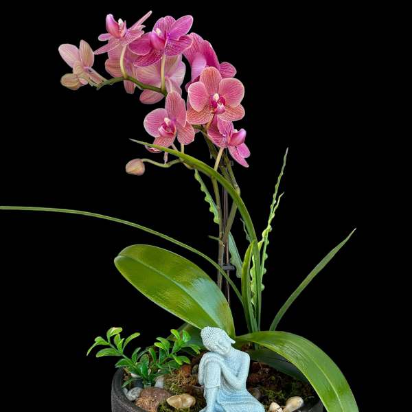 Pink orchid plant in a dark pot with a small Buddha figurine