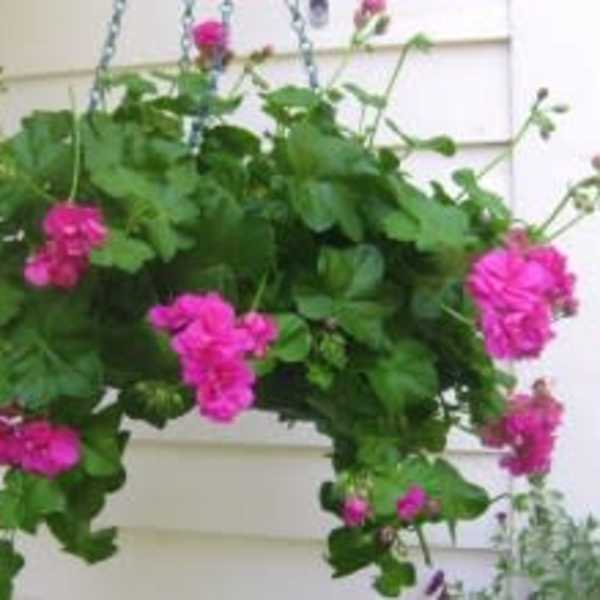 Hanging basket of bright pink flowers and dense green foliage