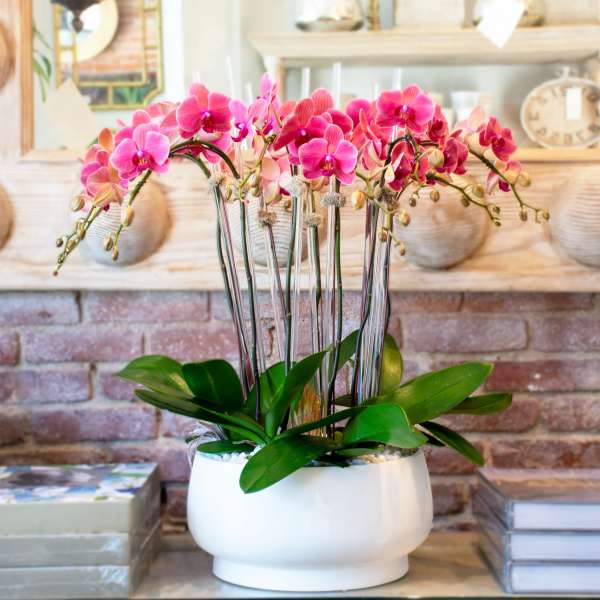 Pink orchids in a white ceramic pot
