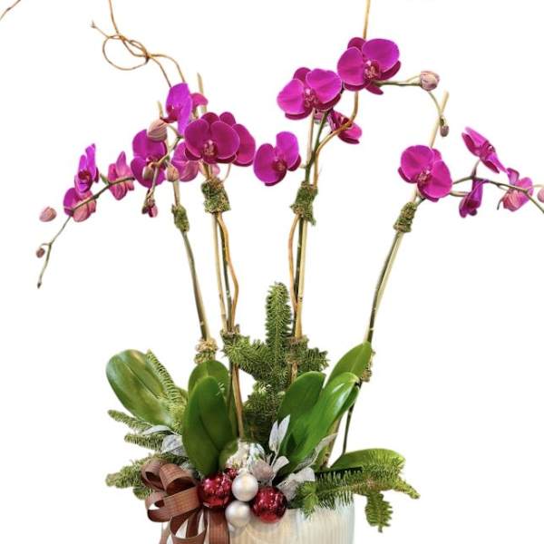 Pink orchids in a white ribbed pot with ribbon and ornaments