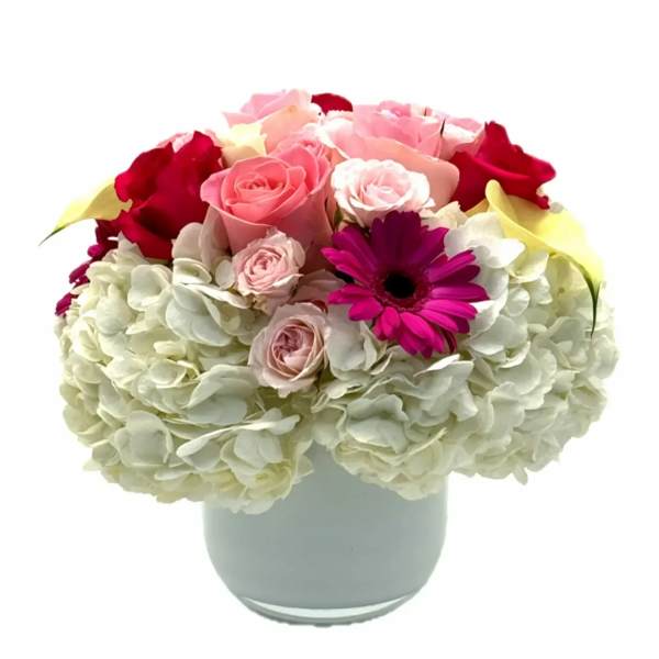 Pink and red roses with white hydrangeas in a glass vase