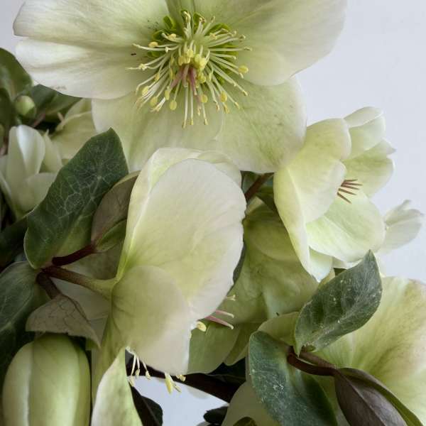 white Helleborus