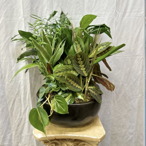 Mixed green houseplants arranged in a black bowl planter