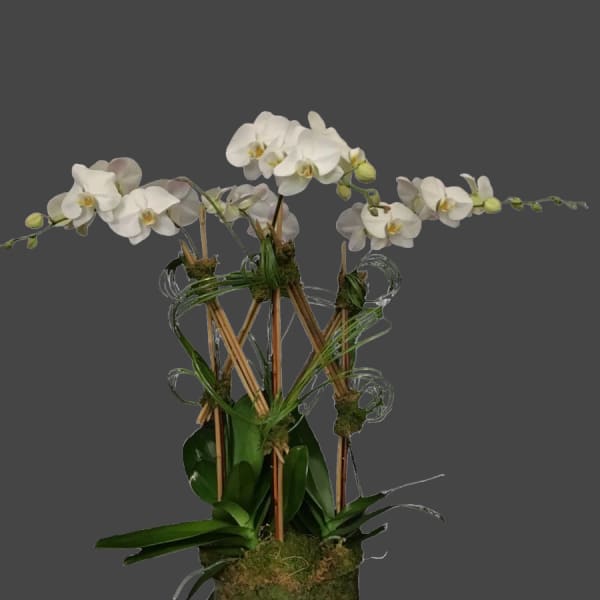 White orchids arranged in a moss-covered planter