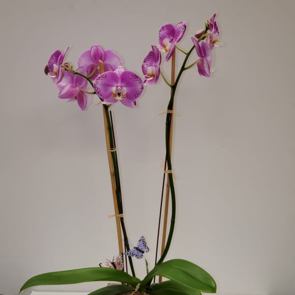 Tall pink phalaenopsis orchid plant with broad leaves in a white rectangular pot