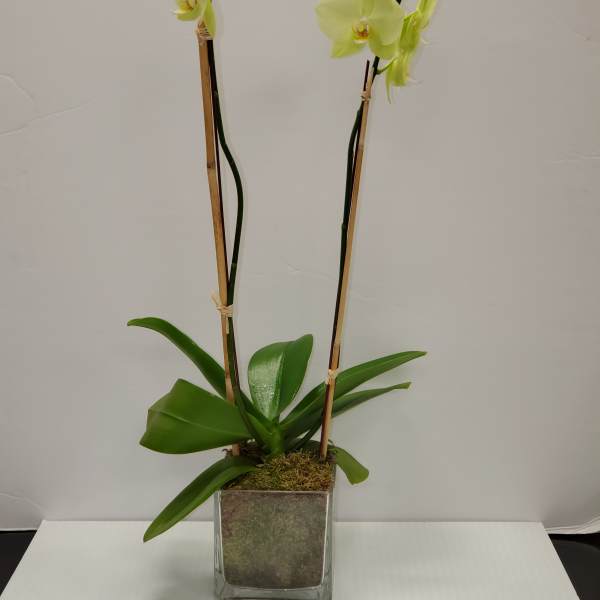 Pale yellow orchid plant with two tall flowering stems in a clear glass cube pot