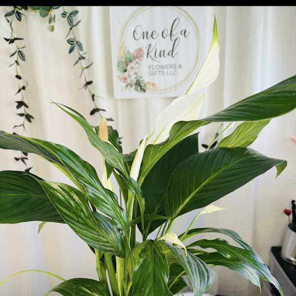 White peace lily plant in a decorative pot