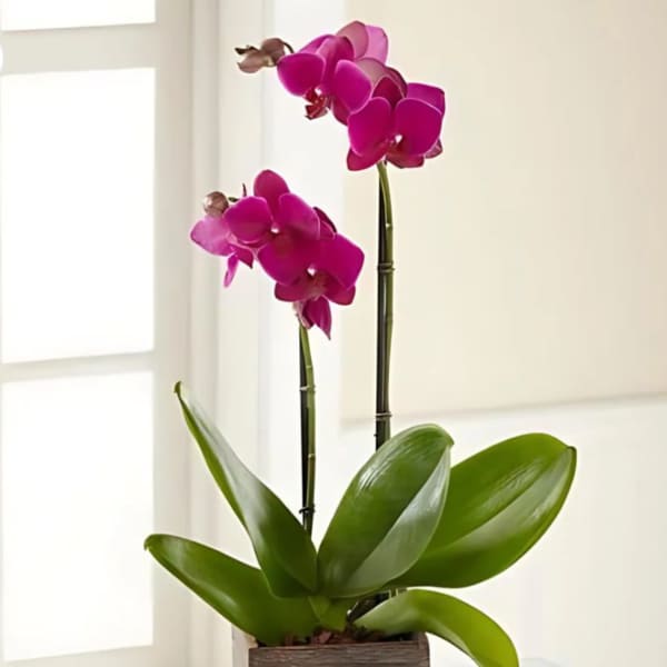 Potted orchid with bright pink blooms in a square wooden planter
