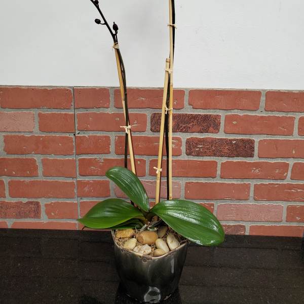 Potted pink phalaenopsis orchid with tall stems in a dark ceramic pot with stones