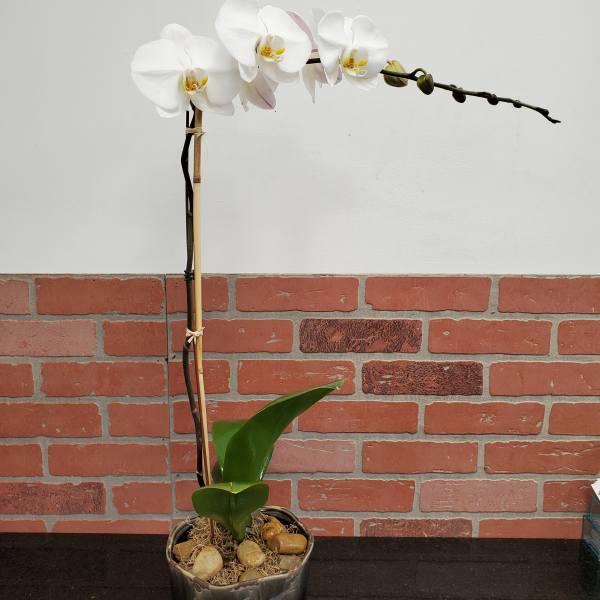 Potted white orchid plant with arching stem and buds in a dark ceramic container