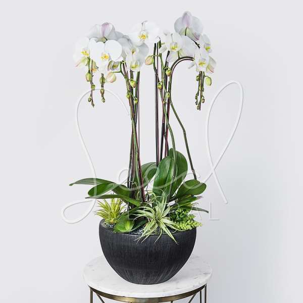White orchids in a black bowl planter with green foliage