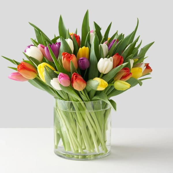 Colorful tulips arranged in a clear glass vase