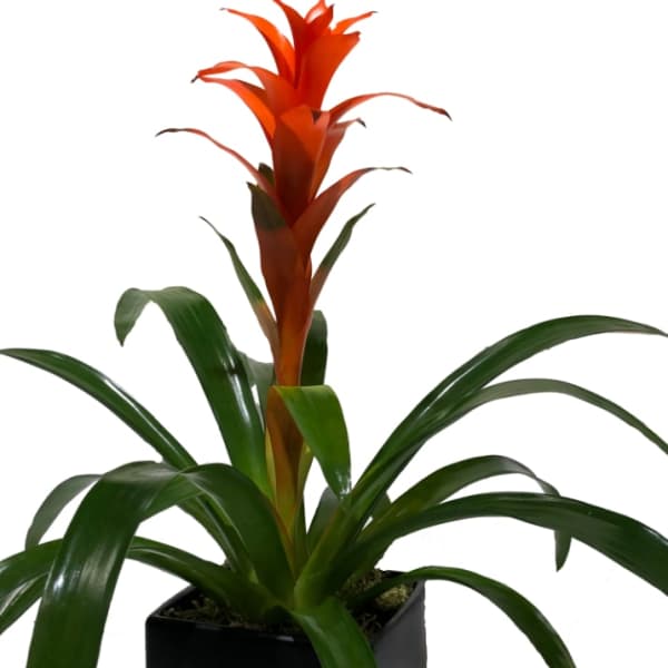 Potted plant with long green leaves and a tall orange bloom