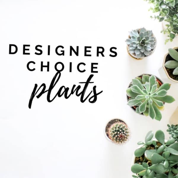 Assorted potted succulents arranged around the words "Designers Choice plants"