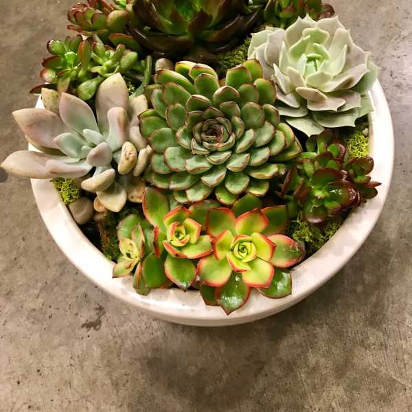 Round bowl of assorted succulents in green, white, and red-edged tones