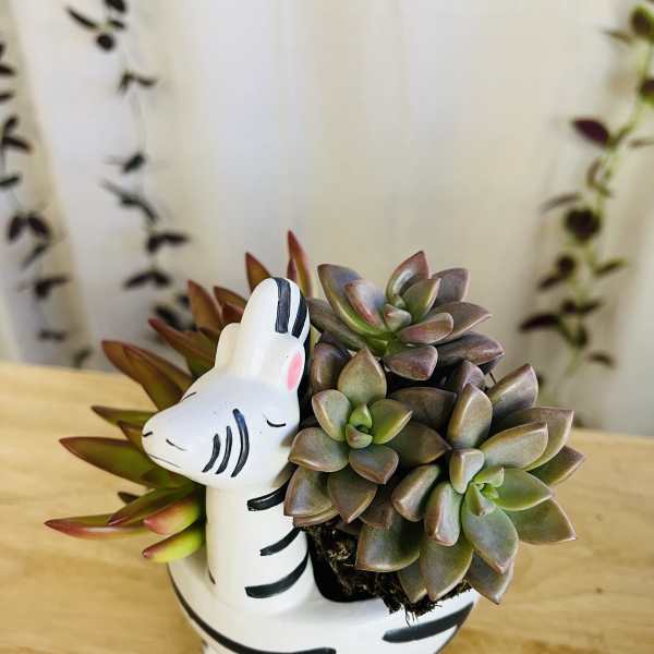 Succulent arrangement in a zebra-shaped planter
