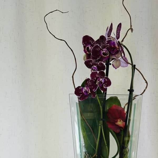 Purple orchids arranged in a tall glass vase with curly branches
