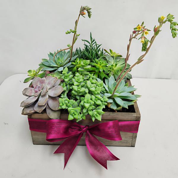 Succulent planter in a wooden box with pink ribbon and tall flowering stems