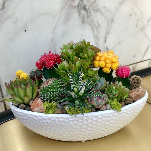Succulent and cactus arrangement in a white oval planter