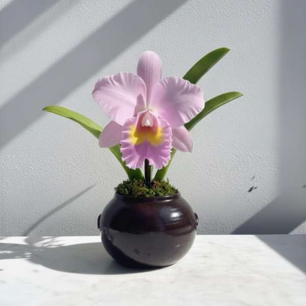 Pink Cattleya Plant