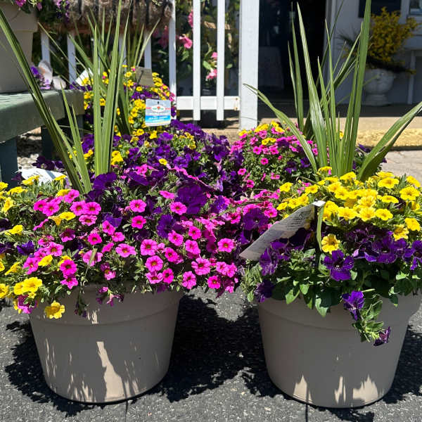 Large pots of pink, purple, and yellow flowers with tall grass-like plants