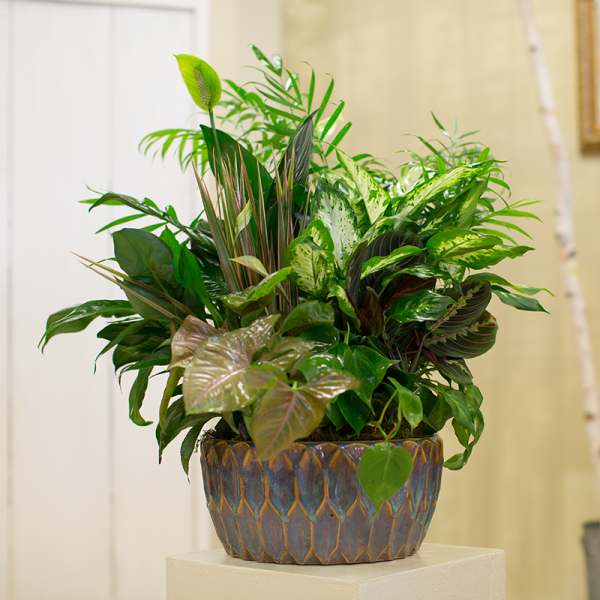 Lush green potted houseplant arrangement in a decorative ceramic planter