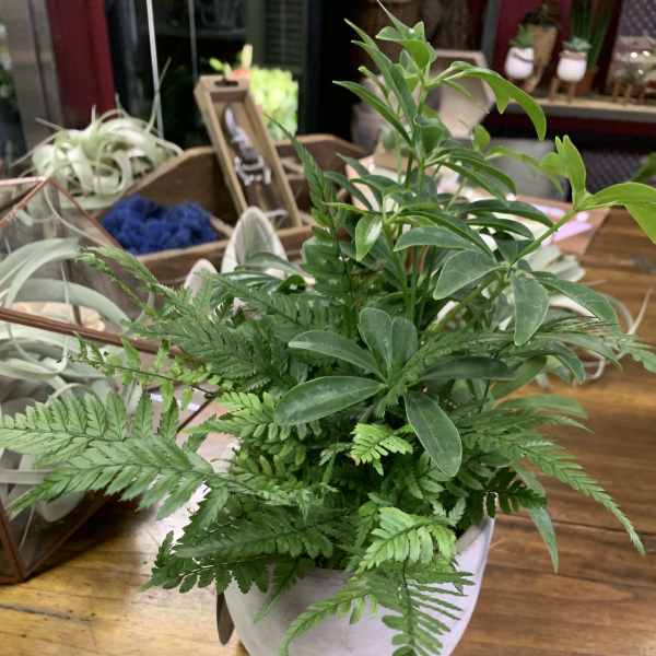 Potted green plant arrangement in a white ceramic container