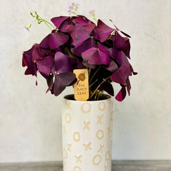 Purple shamrock plant in a white patterned ceramic vase