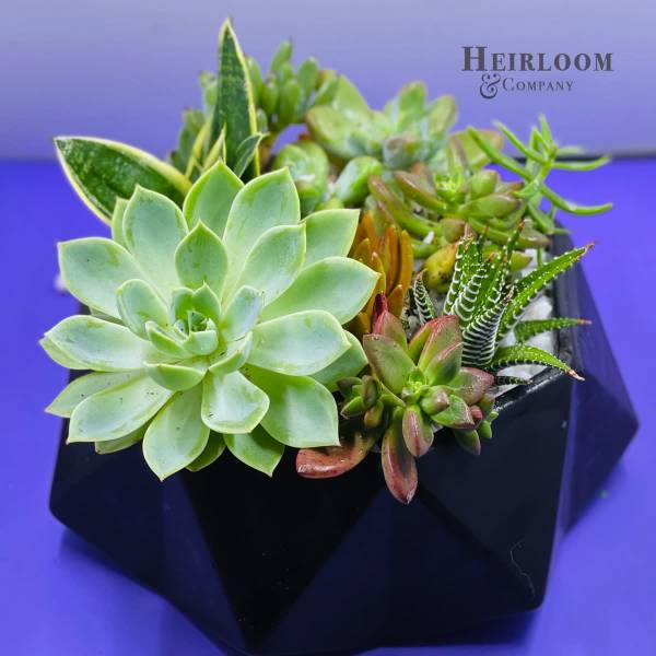 Succulent arrangement in a black geometric planter