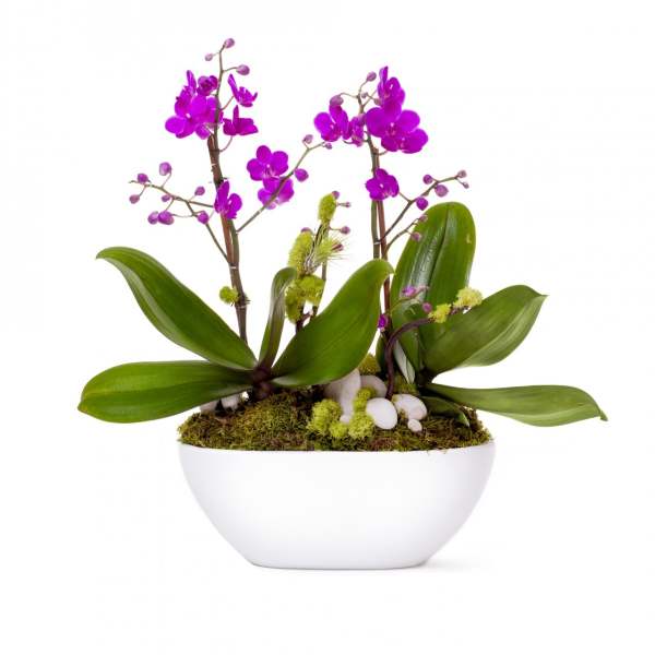 Purple orchids in a white bowl planter with moss and stones