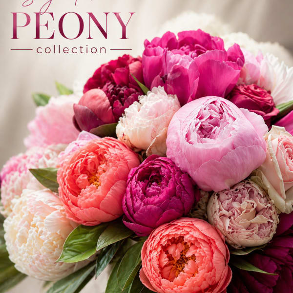 Signature Peony Collection | Designer's Choice