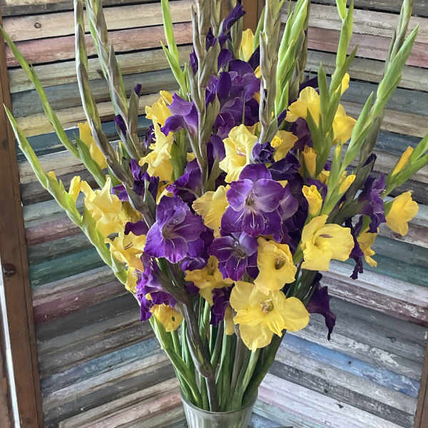 Purple and yellow gladiolus arrangement in a clear vase