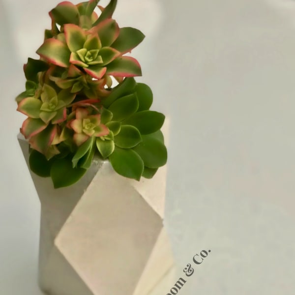 Potted succulent arrangement in a folded white paper wrap