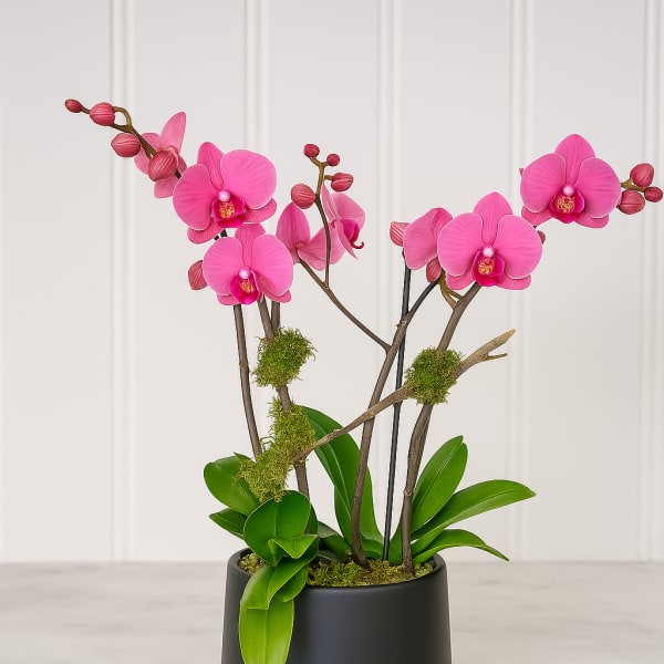 Pink orchid stems in a black pot with bright green leaves